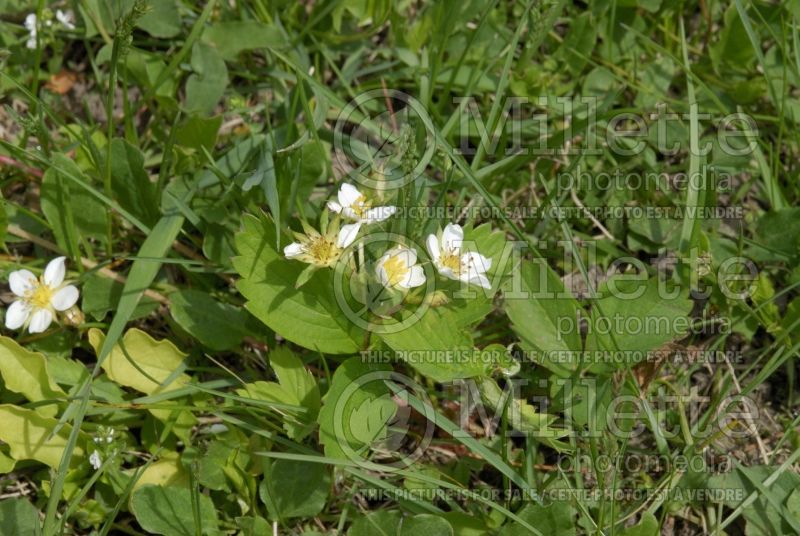 Fragaria virginiana (Virginia strawberry) 4 