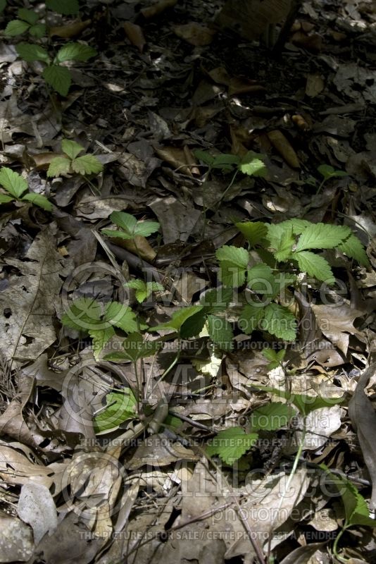 Fragaria virginiana (Virginia strawberry) 6 