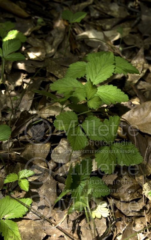 Fragaria virginiana (Virginia strawberry) 7 