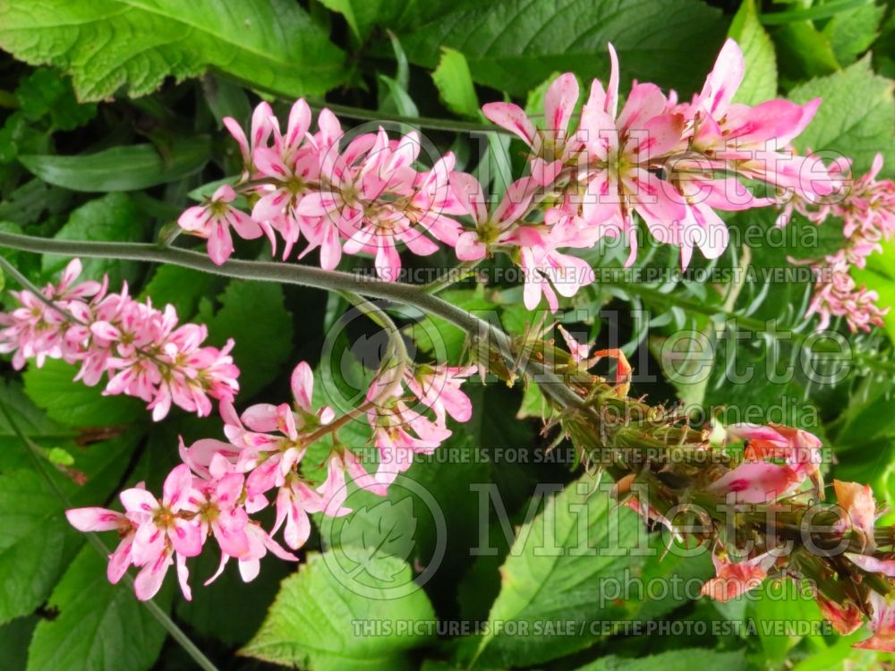 Francoa sonchifolia (Maiden's Wreath) 1