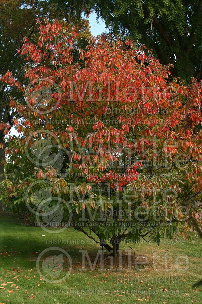 Franklinia alatamaha (Franklin tree)  1