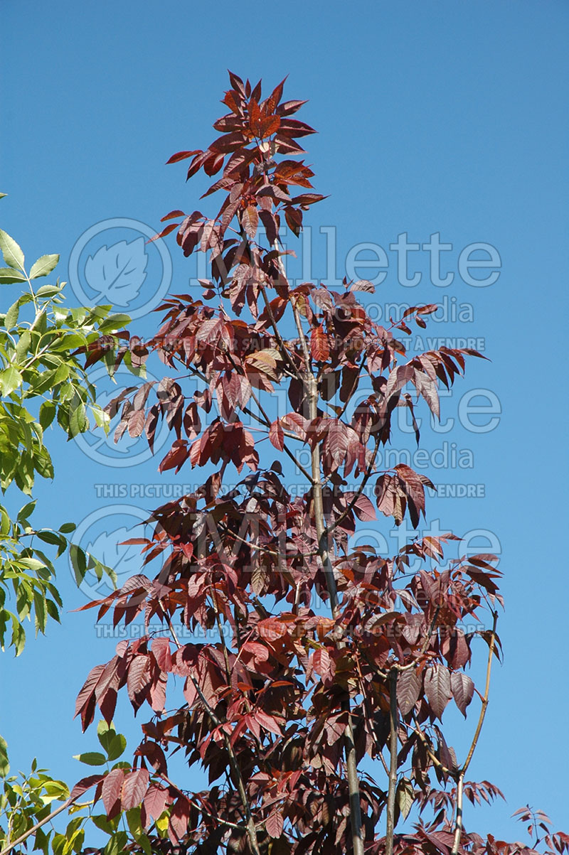 Fraxinus Autumn Purple (White Ash)  3