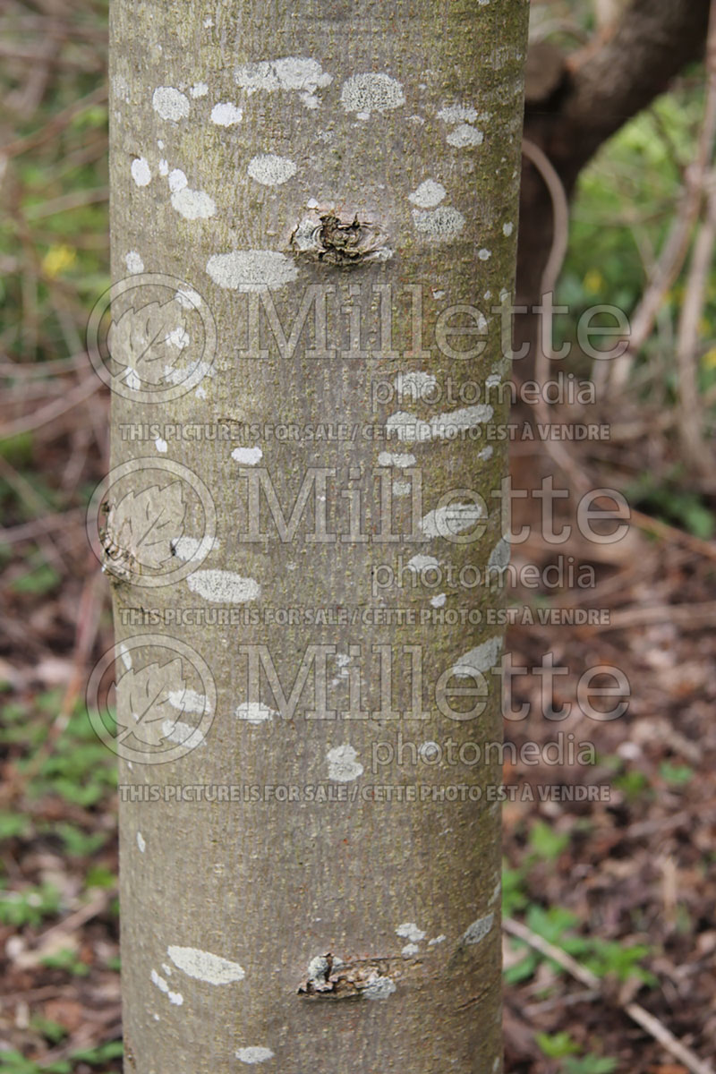 Fraxinus Skyline - bark (White Ash)  1