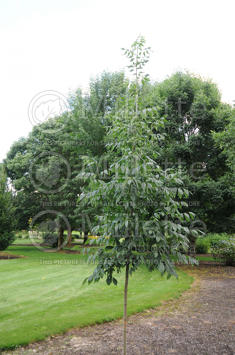 Fraxinus Skyline (Ash) 3 