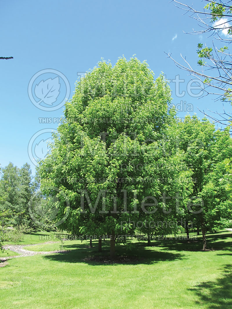 Fraxinus Skyline (Ash) 2 