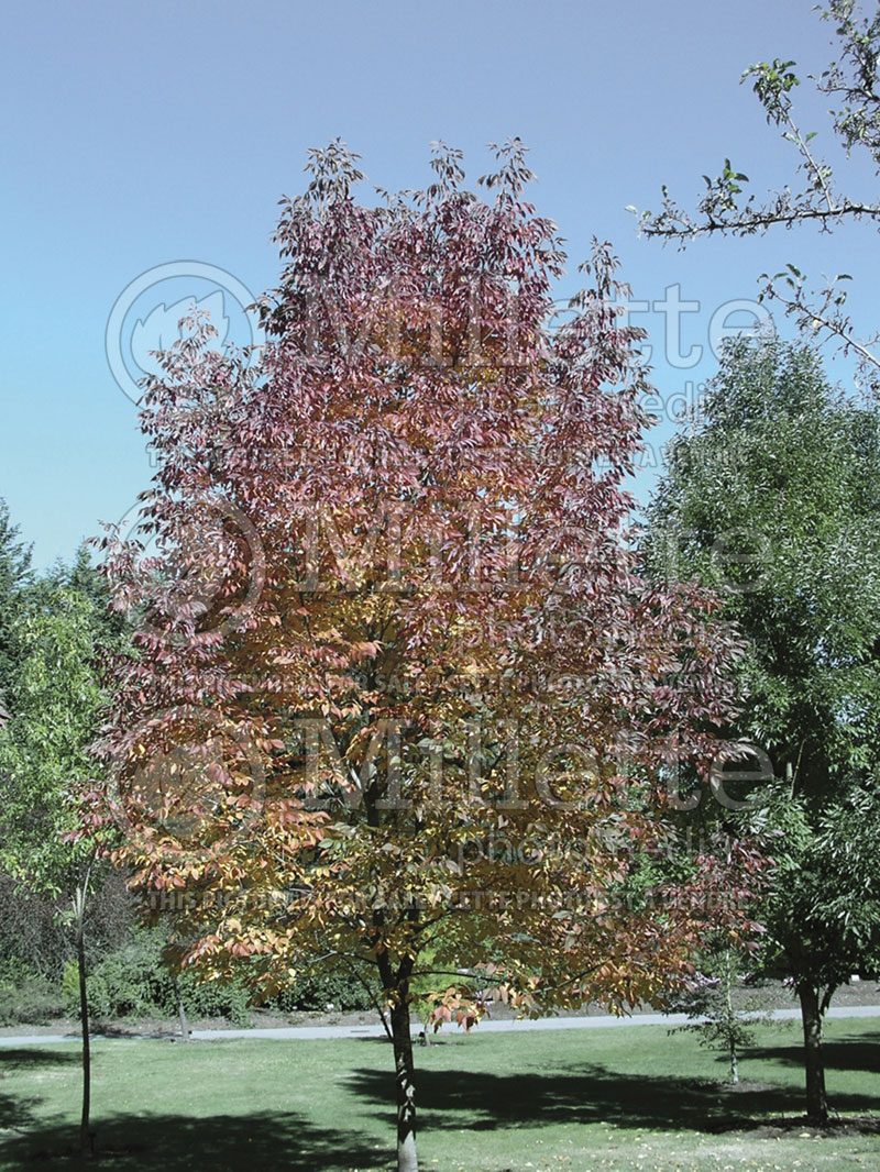 Fraxinus Autumn Purple (White Ash)  1