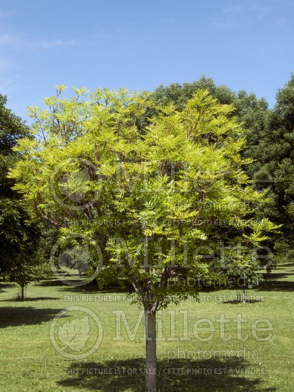 Fraxinus Golden Desert (Ash) 1 