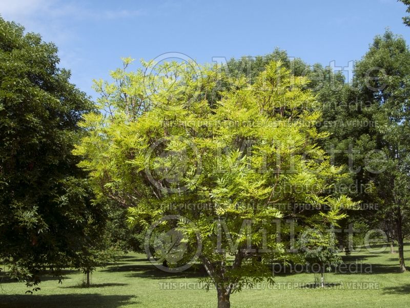 Fraxinus Golden Desert (Ash) 2 