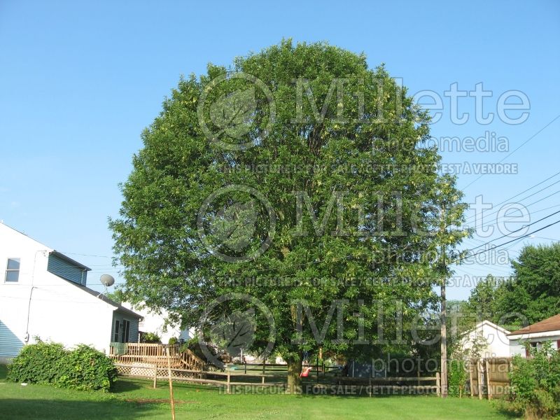 Fraxinus pensylvanica (Ash) 1 