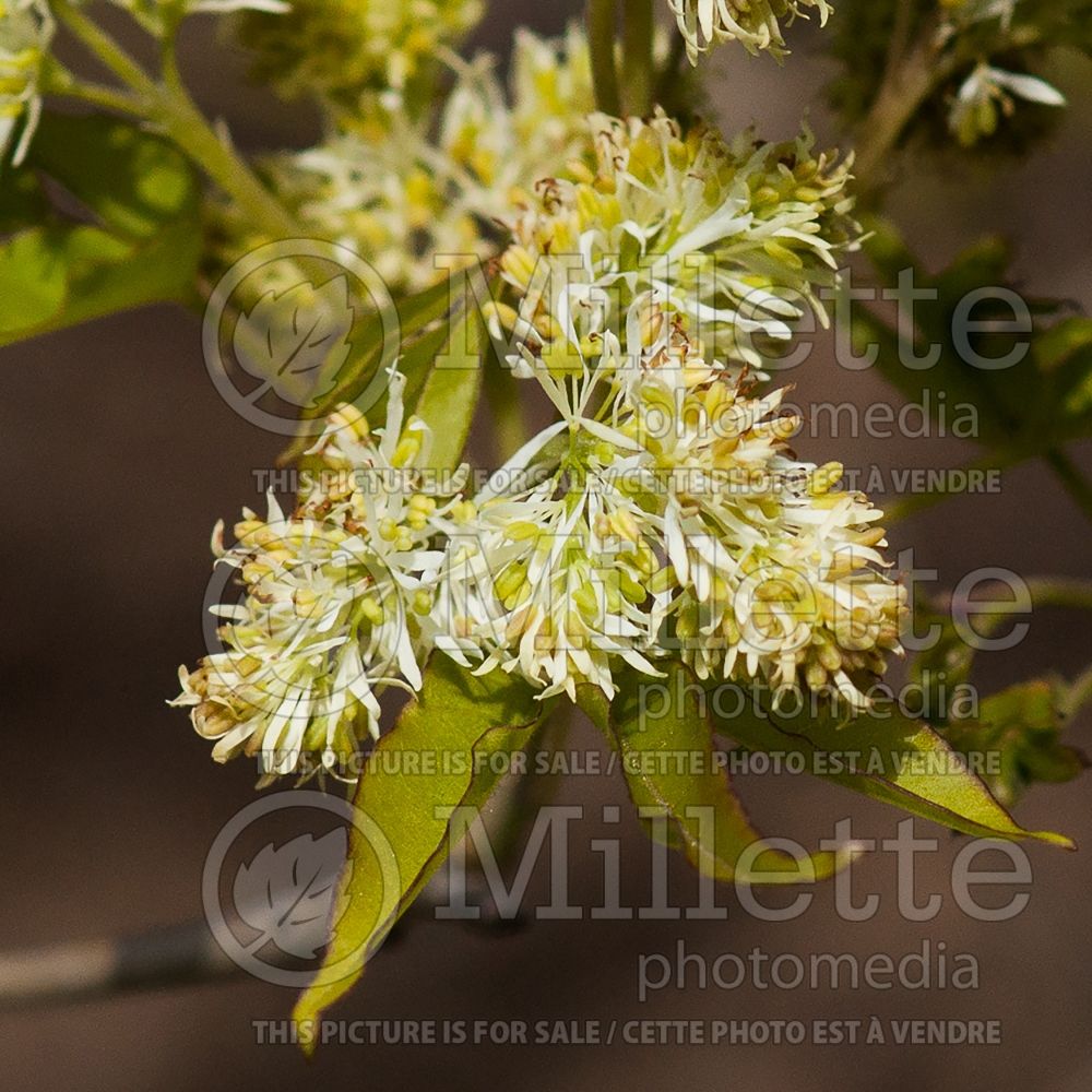 Fraxinus sieboldiana (Ash - frêne) 1 