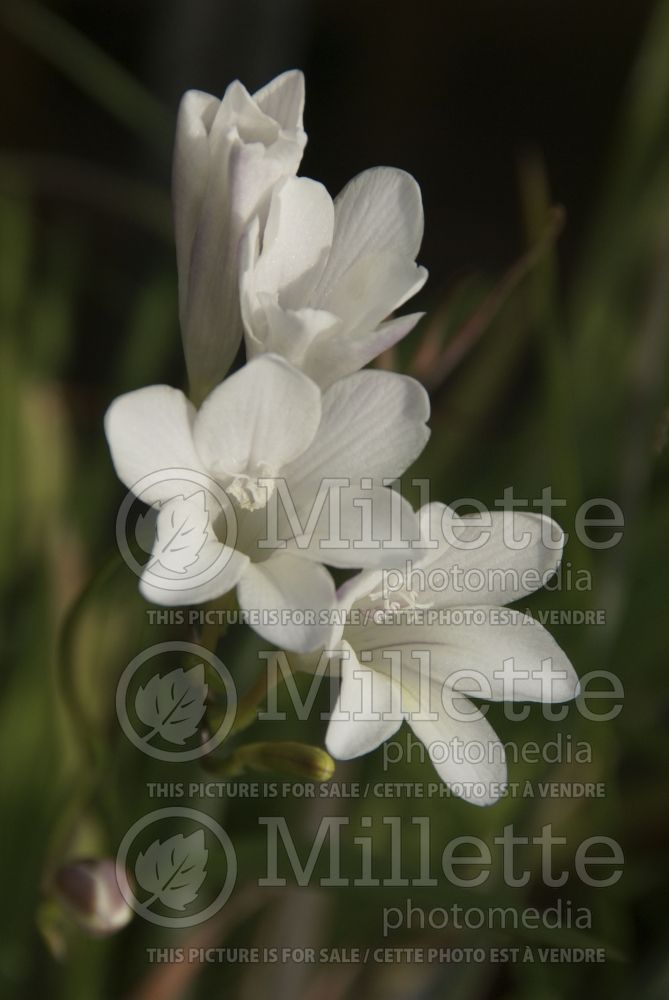 Freesia alba (Freesia) 1 