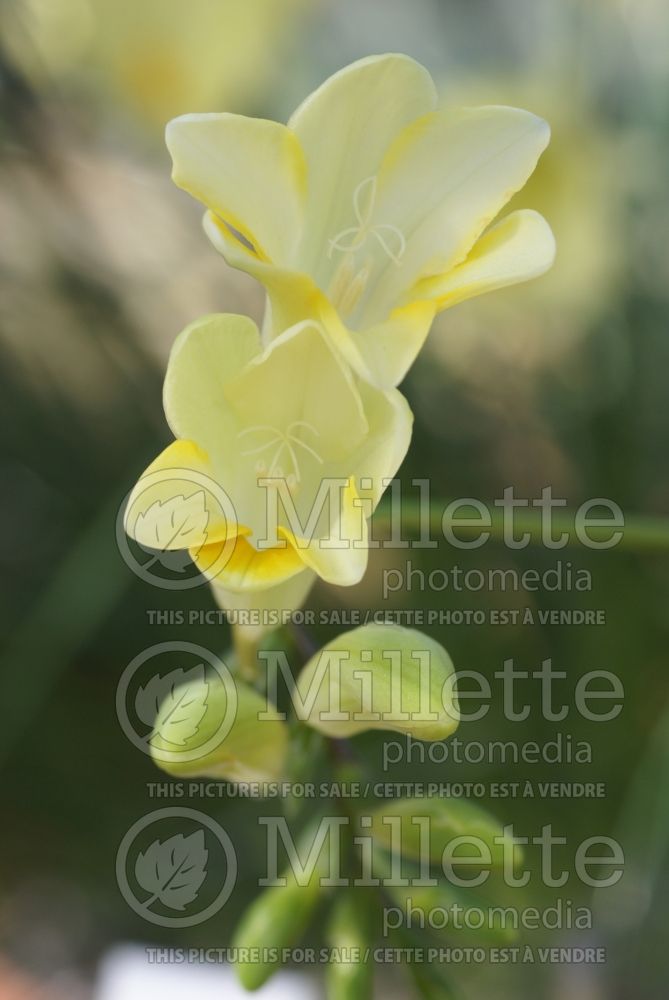 Freesia fergusoniae (Freesia) 1 