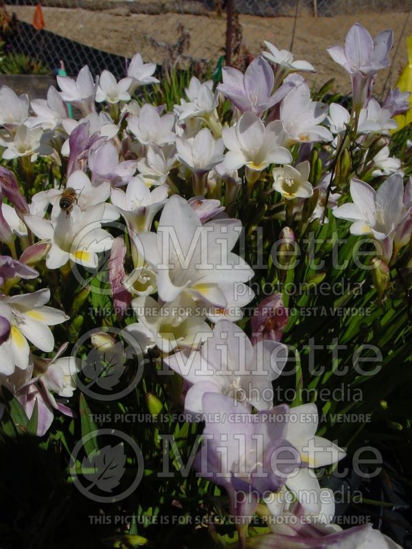 Freesia leichtlinii (Freesia) 1 