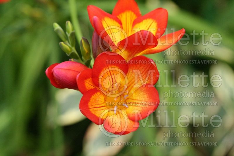 Freesia Oberon (Freesia) 1 