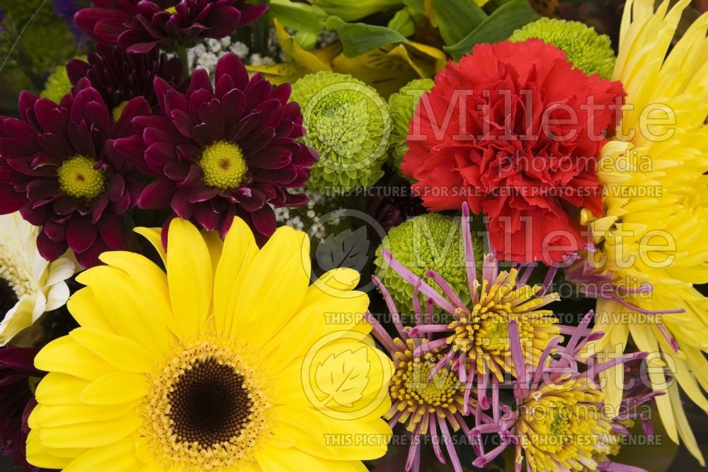 Freshly cut yellow Gerbera, green Dahlia and red Dianthus 1