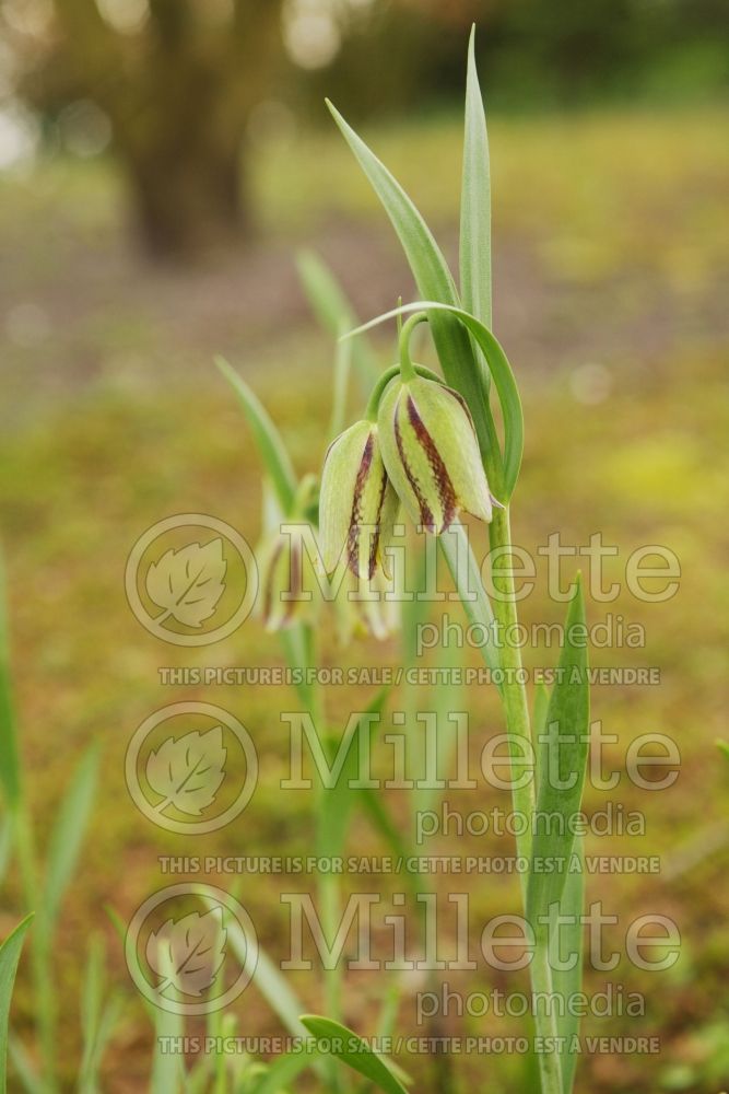 Fritillaria acmopetala (pointed-petal fritillary) 4