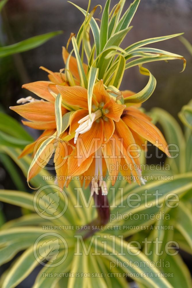Fritillaria Aureomarginata (Persian Lily) 3