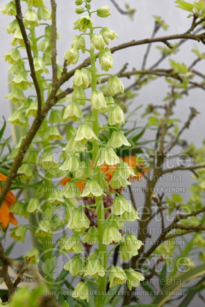 Fritillaria Ivory Bells (Persian Lily) 2