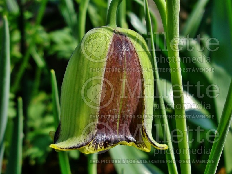 Fritillaria acmopetala (pointed-petal fritillary) 5