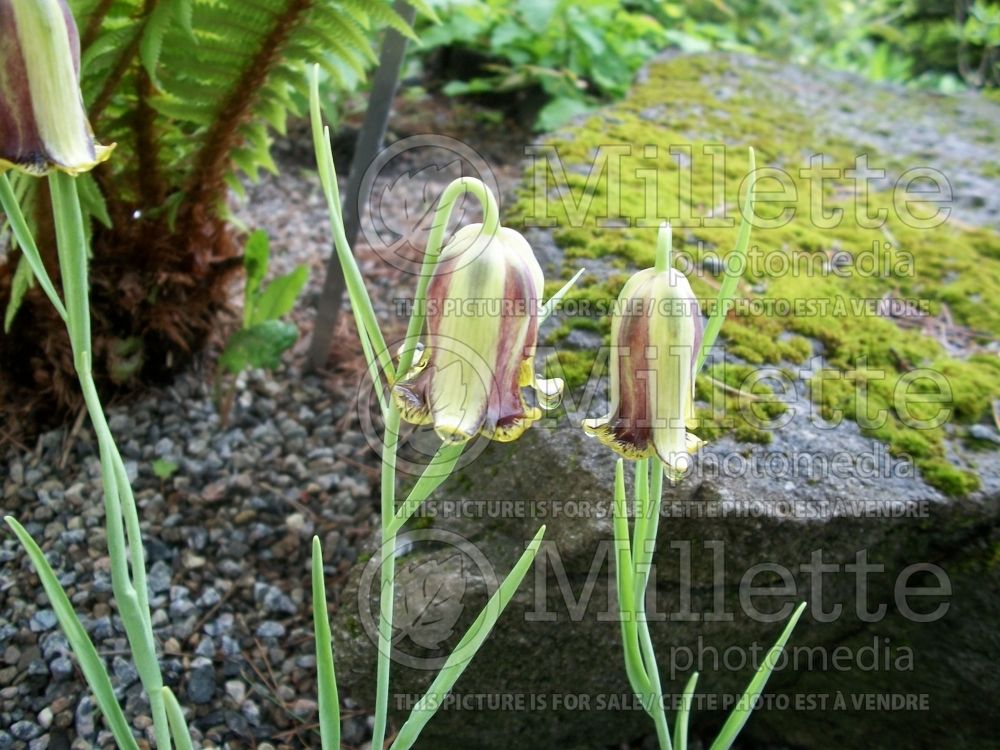 Fritillaria acmopetala (pointed-petal fritillary) 3