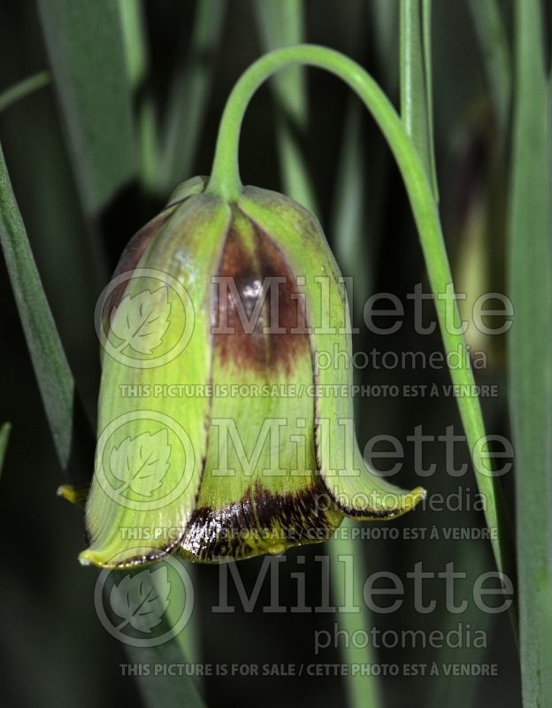 Fritillaria acmopetala (pointed-petal fritillary) 1