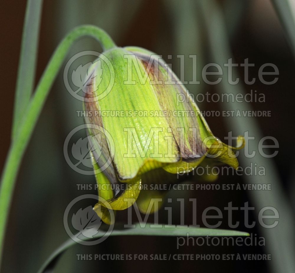 Fritillaria acmopetala (pointed-petal fritillary) 2