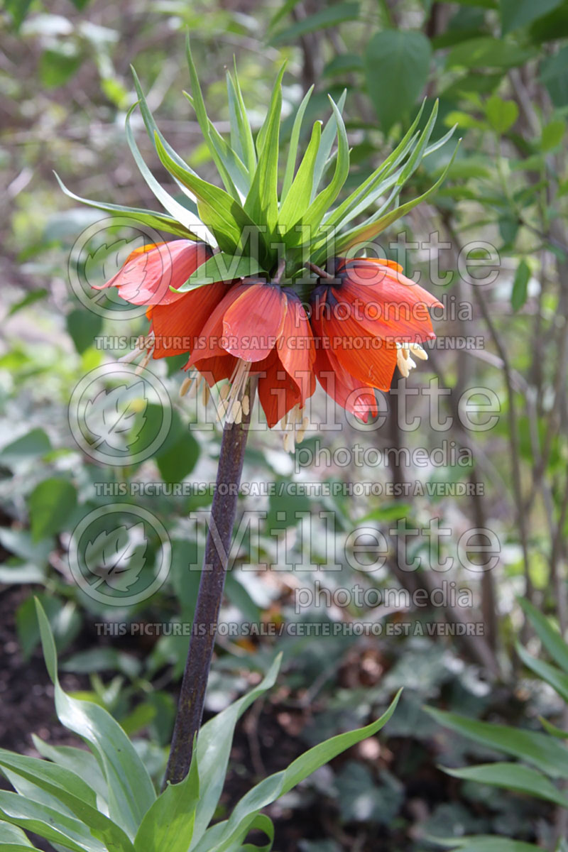 Fritillaria Crown Imperial Red (Fritillary) 1 