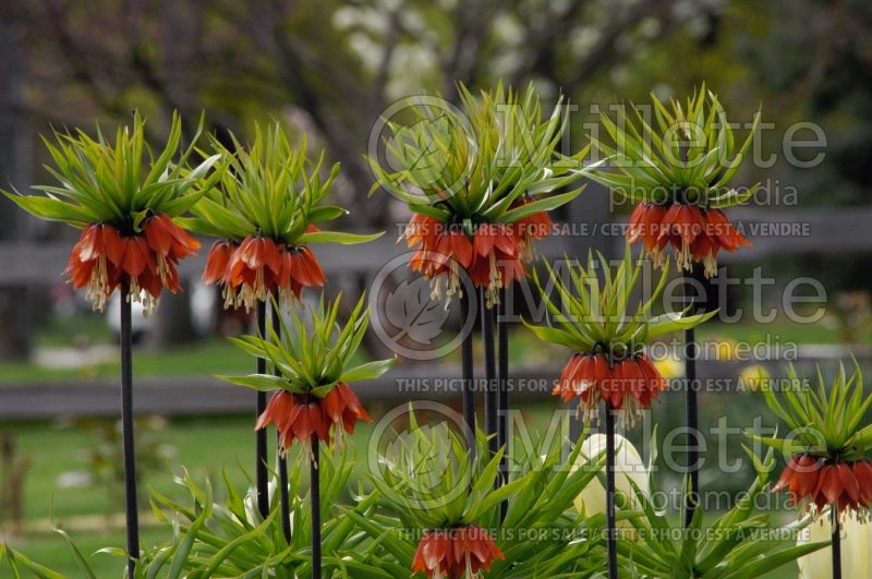 Fritillaria imperialis (Fritillary) 1