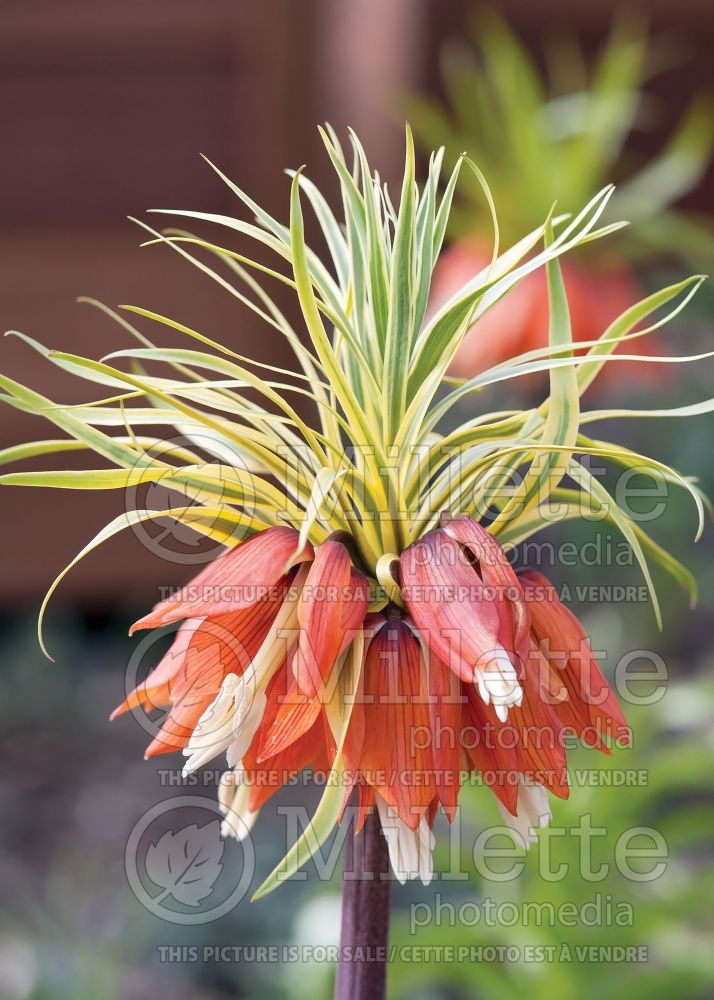 Fritillaria Aureomarginata (Persian Lily) 1