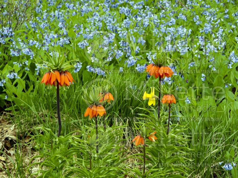 Fritillaria Aurora (Fritillary) 3