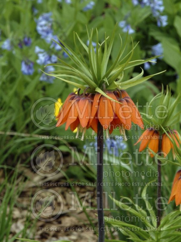 Fritillaria Aurora (Fritillary) 2