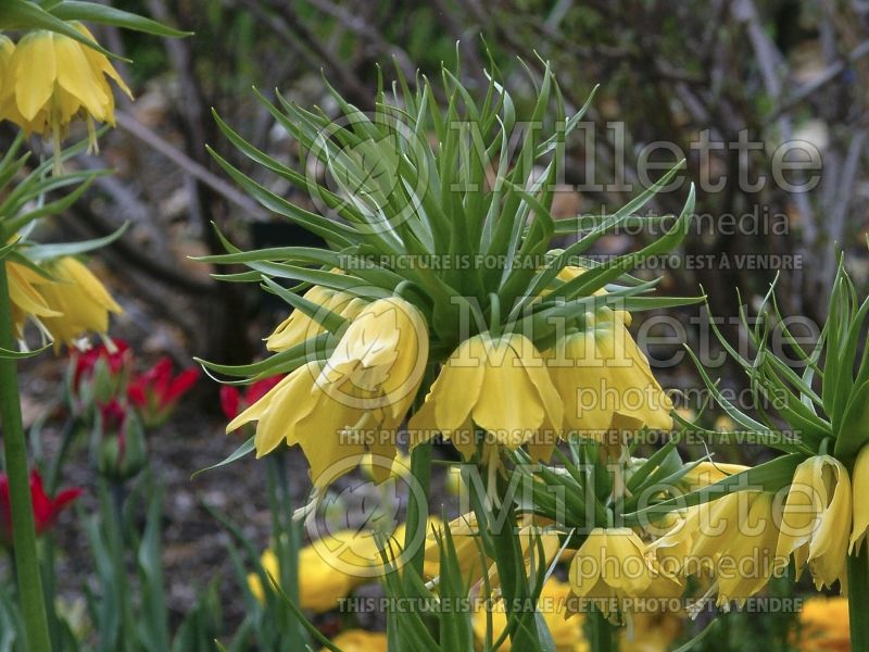 Fritillaria Lutea (Fritillary) 7