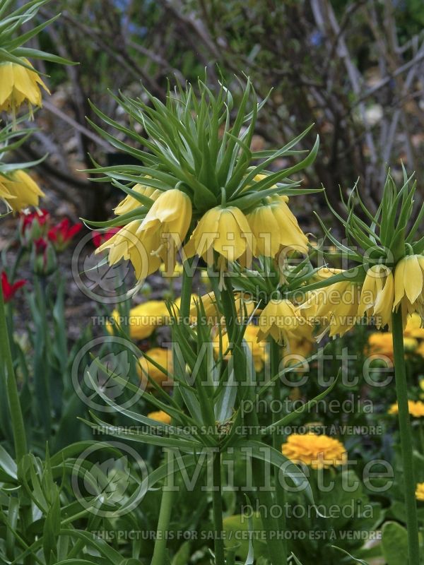 Fritillaria Lutea (Fritillary) 6