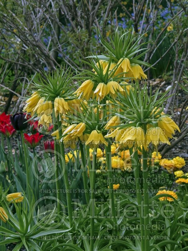 Fritillaria Lutea (Fritillary) 5