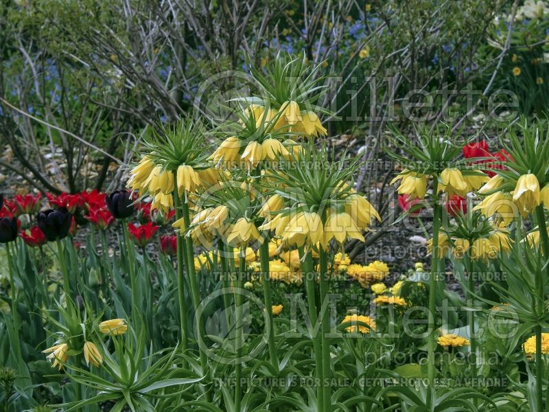 Fritillaria Lutea (Fritillary) 4