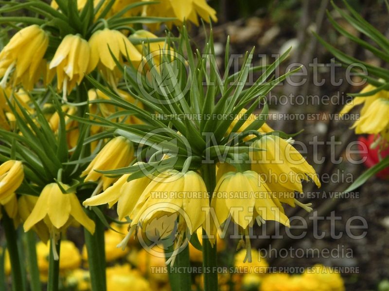 Fritillaria Lutea (Fritillary) 3