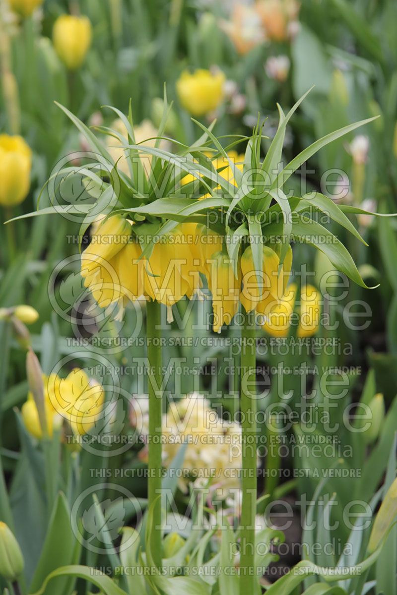 Fritillaria Lutea (Fritillary)  2