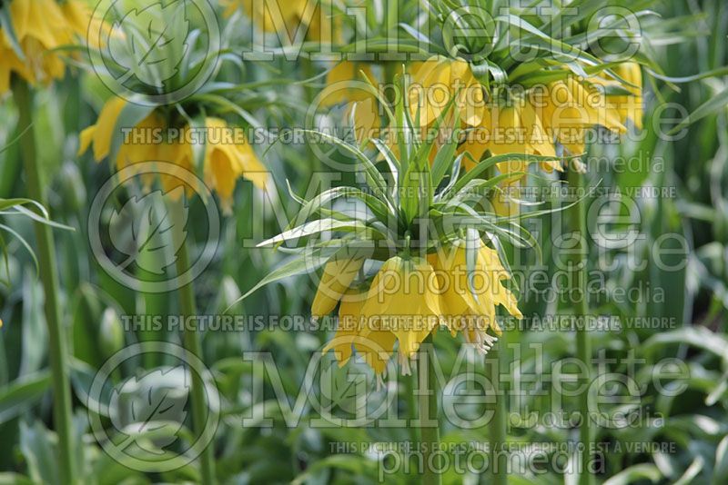 Fritillaria Lutea (Fritillary)  1