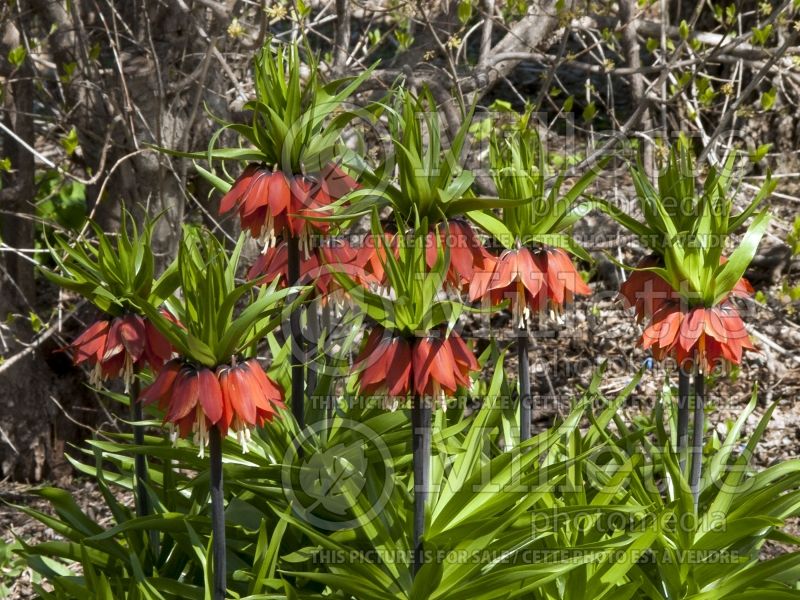 Fritillaria Rubra (Fritillary) 3 