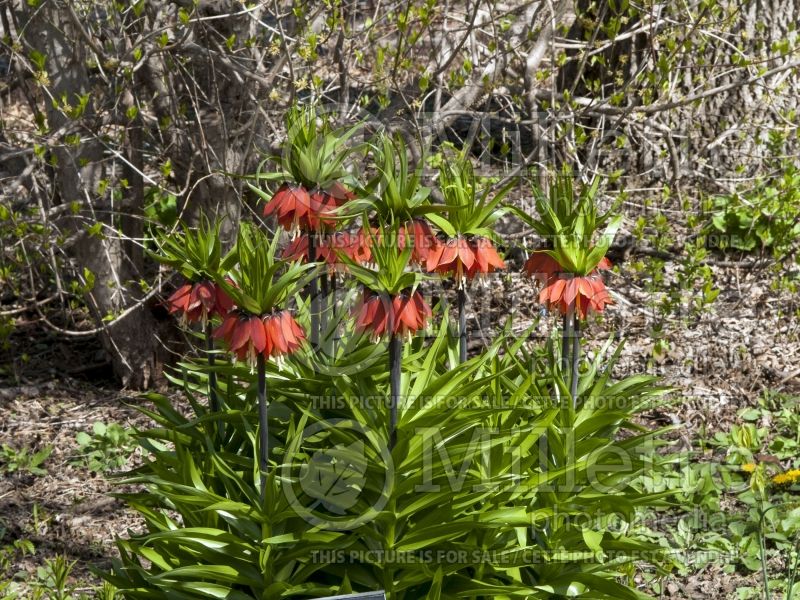 Fritillaria Rubra (Fritillary) 4 