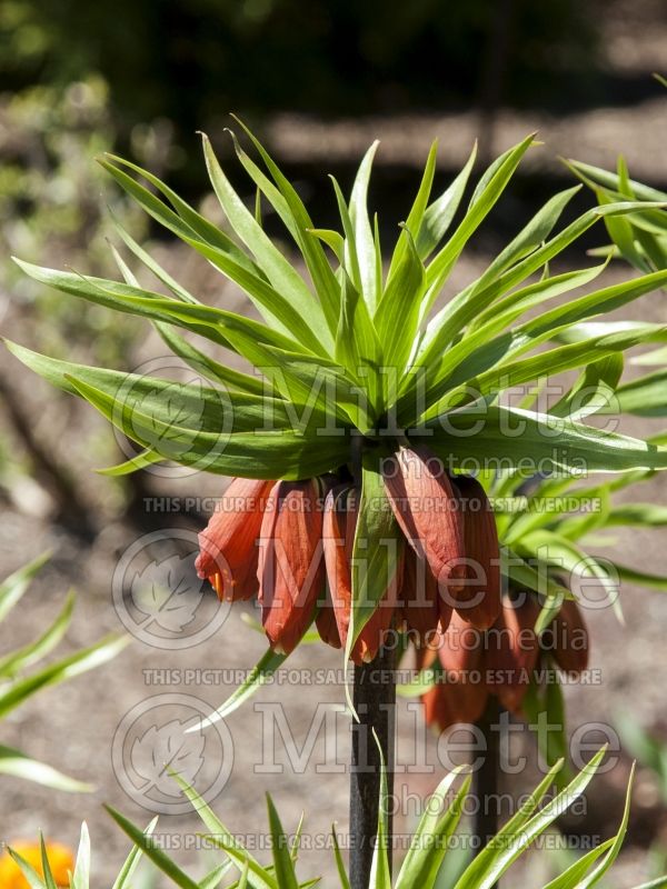 Fritillaria Rubra Maxima (Crown Imperial or Kaiser's Crown) 2