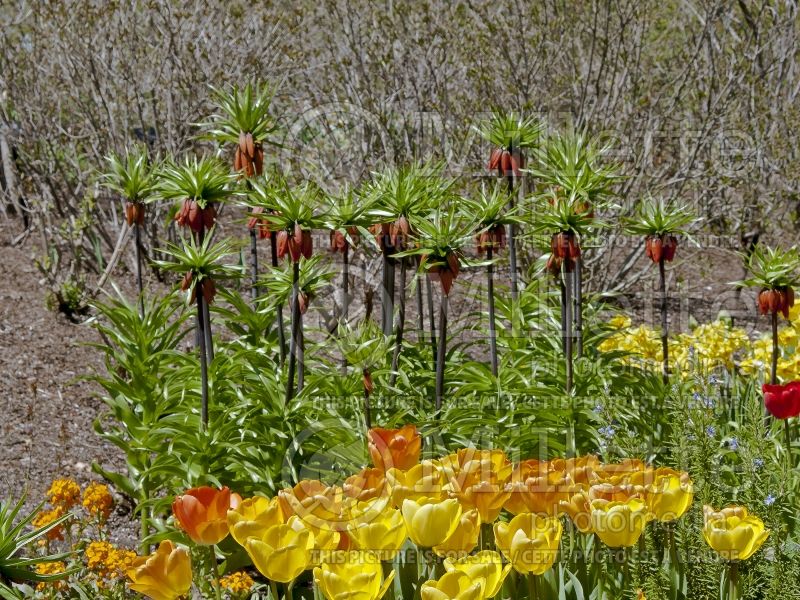 Fritillaria Rubra Maxima (Crown Imperial or Kaiser's Crown) 3