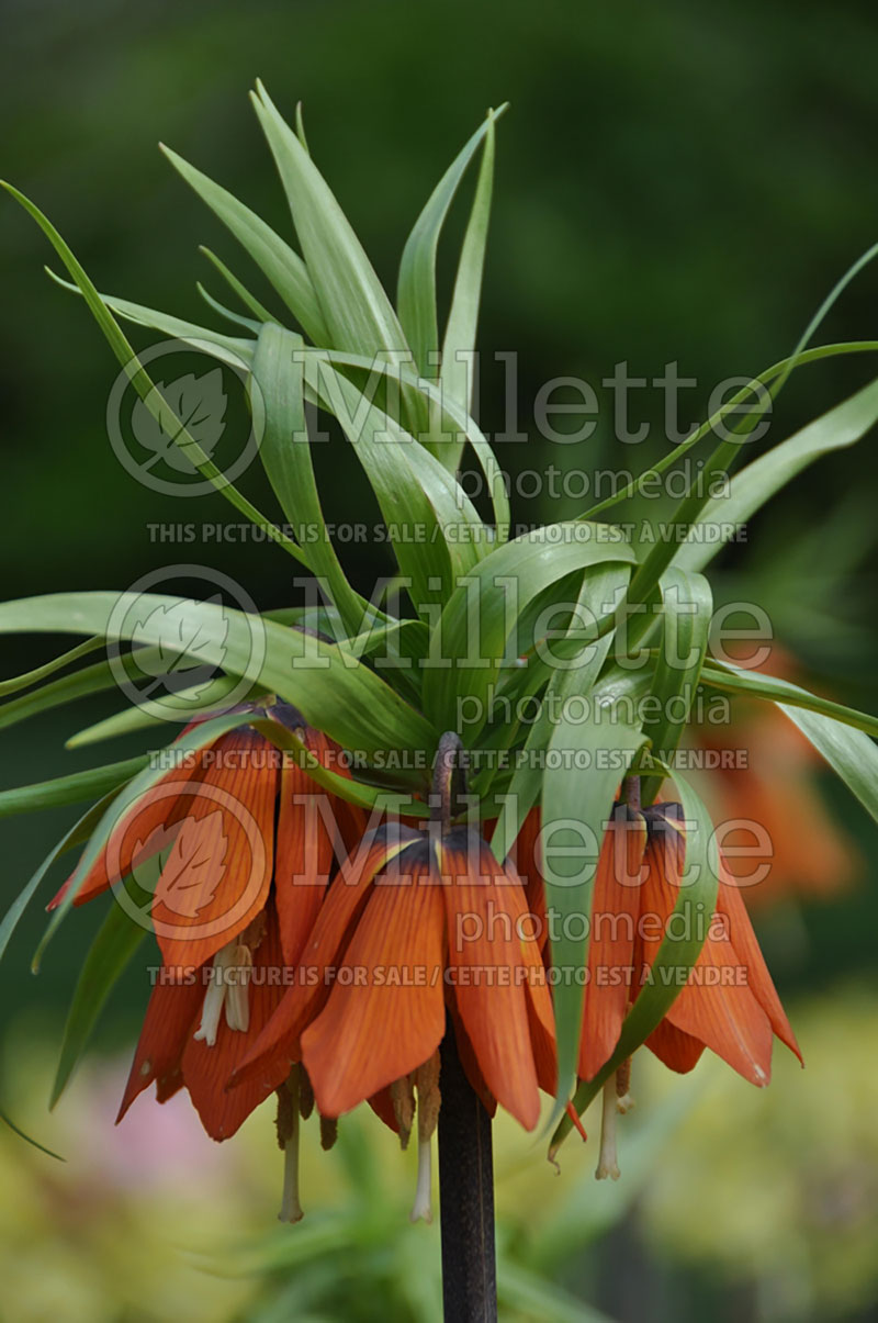 Fritillaria Rubra Maxima (Crown Imperial or Kaiser's Crown) 1