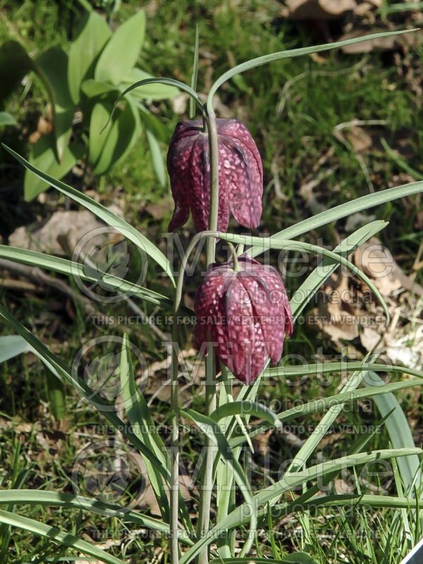 Fritillaria meleagris (snake's head fritillary, checkered lily) 5