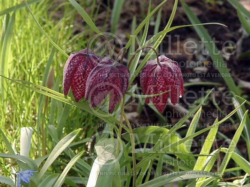 Fritillaria meleagris (snake's head fritillary, checkered lily) 7