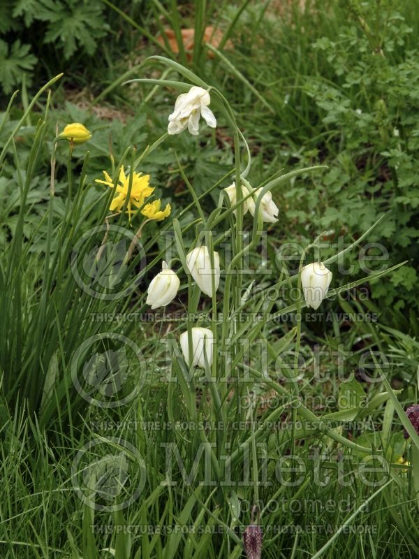 Fritillaria Alba (Crown Imperial or Kaiser's Crown) 8