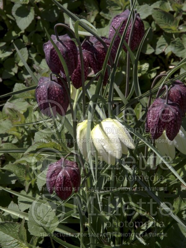 Fritillaria Alba (Crown Imperial or Kaiser's Crown) 7