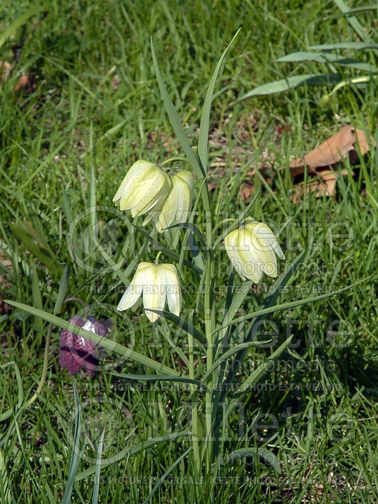 Fritillaria Alba (Crown Imperial or Kaiser's Crown) 6