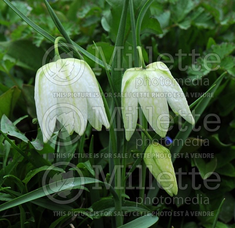 Fritillaria Alba (Crown Imperial or Kaiser's Crown) 4