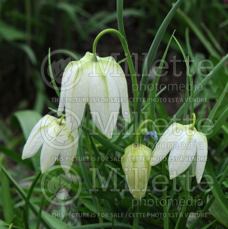 Fritillaria Alba (Crown Imperial or Kaiser's Crown) 5